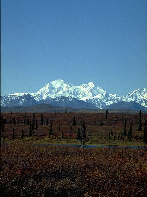 Alaska Bild: Denali National Park - Mt.McKinley