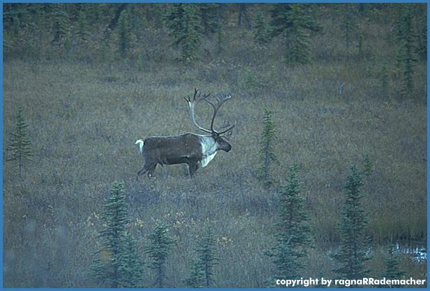 Alaska Bild: Karibu im Denali National Park