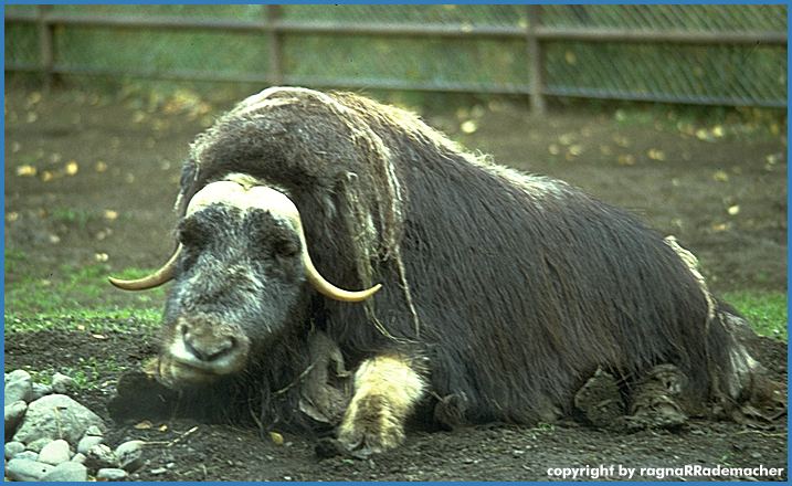 Alaska Bild: Moschus Ochse im Alaska Zoo