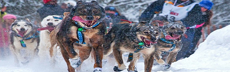 Schlittenhunderennen (c) Frank Kovalchek