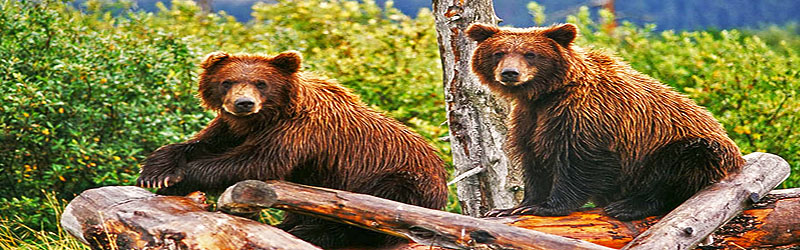Bären  (c) Doug Lindstrand / Anchorage CVB AWCC 