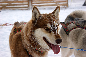 Alaska BlueRay Tipp - Der Husky Mann