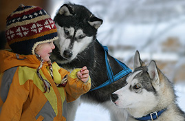 Alaska BlueRay Tipp - Der Husky Mann