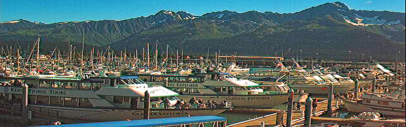 Seward Live Cam (c) Kenai Fjords Tours