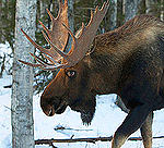 Elch (c) Douglas Brown http://www.flickr.com/photos/dougbrown47/8294995405/  